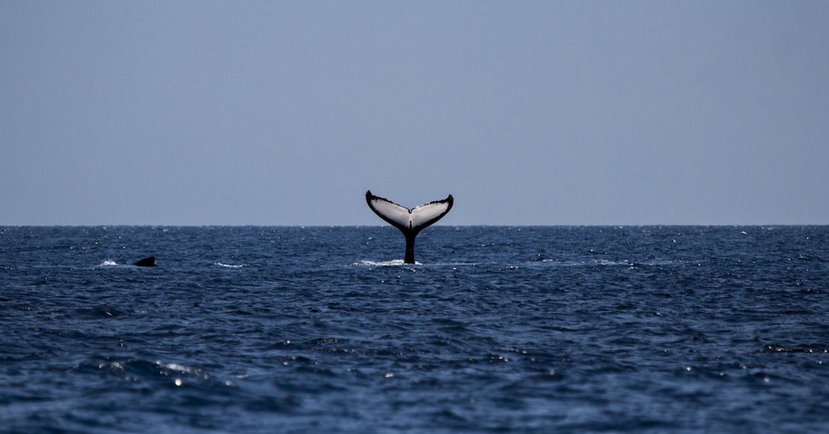 Gas Drilling Off Manly Beach to Newcastle Coastline May Disrupt Whale Migration Activity