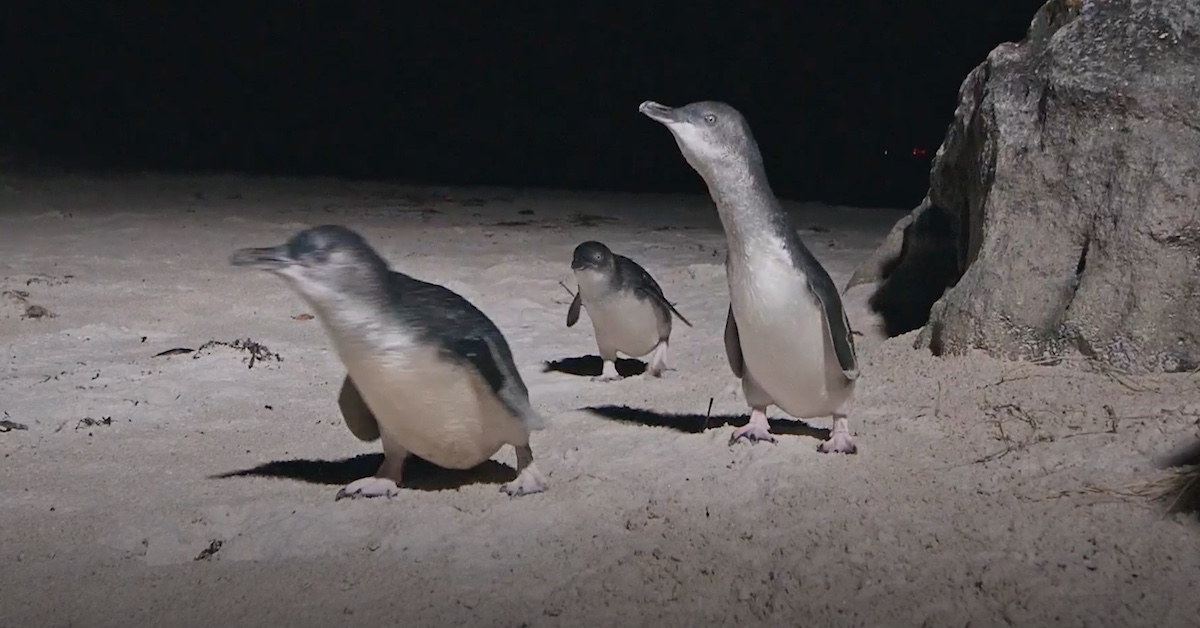 Little Penguin Manly Beach