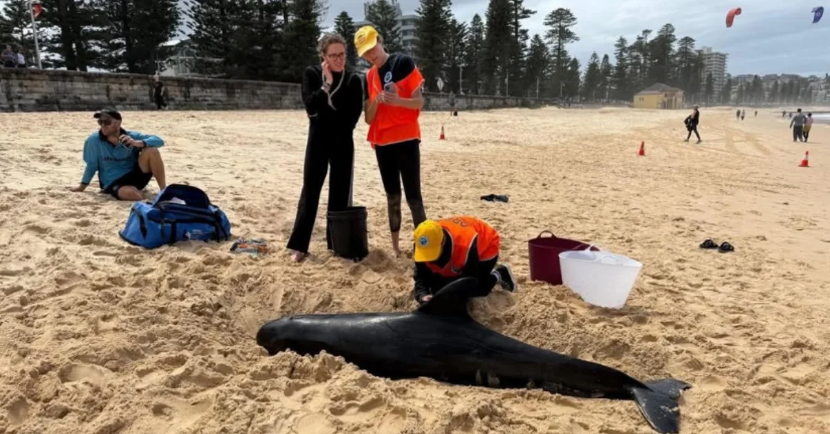 Rare Pygmy Killer Whale Stranding In Manly Ends In Death