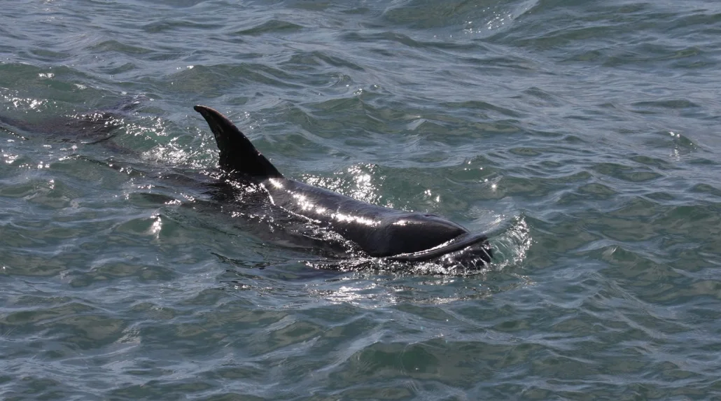 Manly whale stranding

