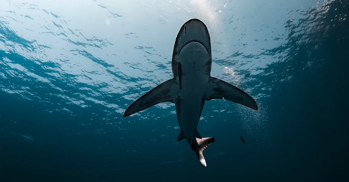 Surfer in Critical Condition After Shark Attack at North Steyne Beach