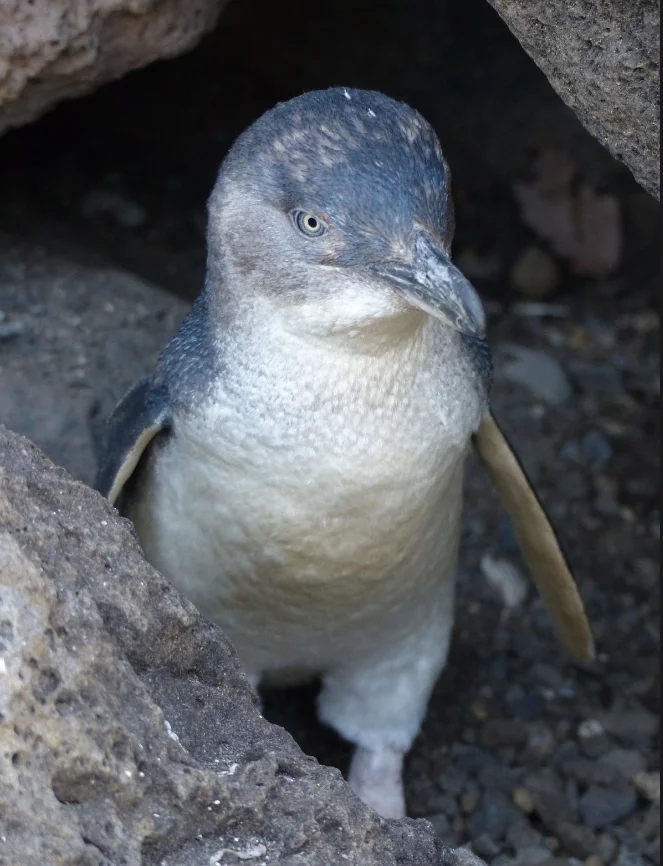 Manly Little Penguins 

